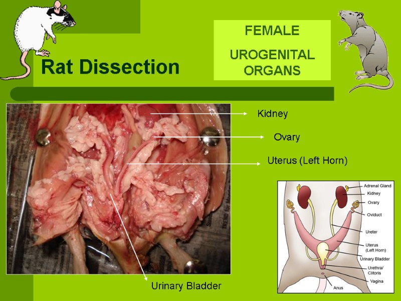 Rat Dissection FEMALE UROGENITAL ORGANS  Kidney Ovary Uterus (Left Horn) Urinary Bladder